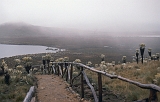 525_Paramo El Angel (3600 m) in de wolken